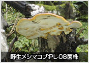 野生メシマコブ：PL-08菌株