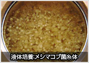 液体培養：メシマコブ菌糸体