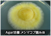 Agar培養：メシマコブ菌糸体