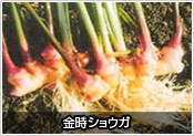 金時ショウガ