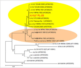 PL-08とPhellinus spp.を含む,ITS-5.8S rDNA塩基配列